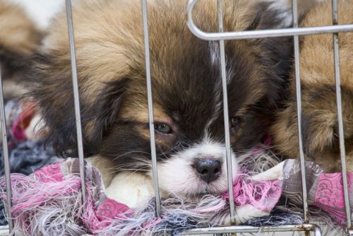 Atlanta City Council Forbid Pet Stores from Selling Puppies and Kittens